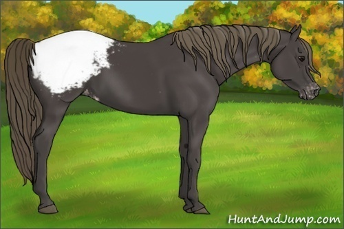 Horse Color:Smoky Black Appaloosa