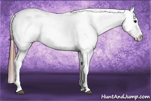 Horse Color:White Spotted Black Tobiano Varnish 
