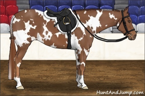 Horse Color:White Spotted Chestnut
