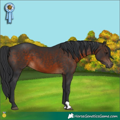Horse Color:Brown 