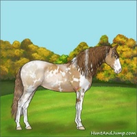 Horse Color:White Spotted Liver Chestnut Pearl Sabino