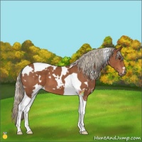 Horse Color:White Spotted Chestnut Tobiano 