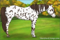 Horse Color:Liver Chestnut Sabino Appaloosa 