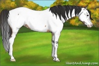 Horse Color:Bay Roan Splash Appaloosa