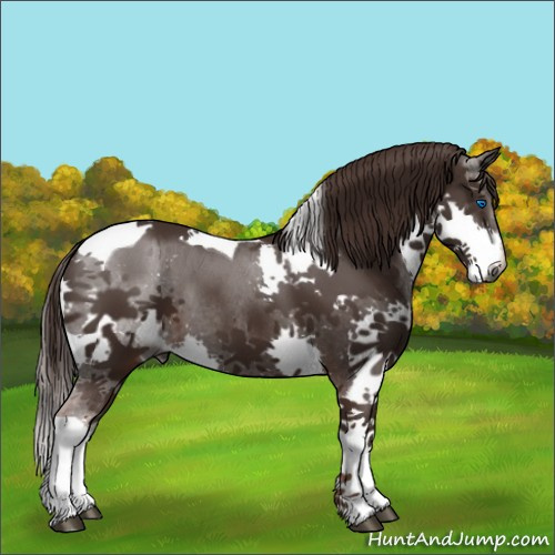 Horse Color:Gray Liver Chestnut Splash Tobiano