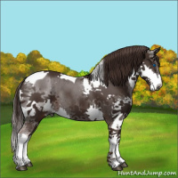 Horse Color:Gray Liver Chestnut Splash Tobiano