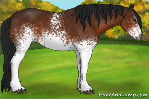 Horse Color:Gray White Spotted Bay