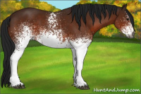 Horse Color:Gray White Spotted Bay 