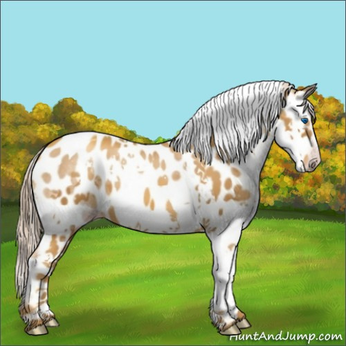 Horse Color:Gray Gold Cream Champagne Splash Tobiano Appaloosa