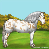 Horse Color:Gray Gold Cream Champagne Splash Tobiano Near Leopard 