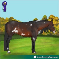 Horse Color:White Spotted Brown Frame Rabicano 
