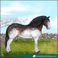 Horse Color:White Spotted Brown 