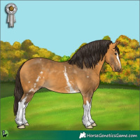 Horse Color:White Spotted Buckskin
