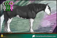 Horse Color:Black Splash 