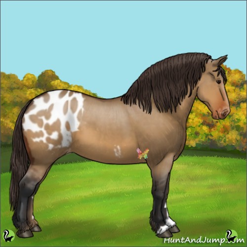 Horse Color:Bay Dun Appaloosa 