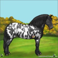 Horse Color:Black Appaloosa