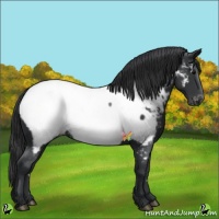 Horse Color:Black Near Fewspot 