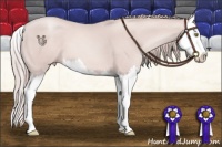 Horse Color:Platinum Gold Champagne Splash 