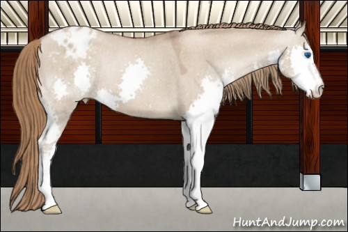 Horse Color:Chocolate Grullo Pearl Splash Appaloosa 
