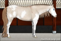Horse Color:Chocolate Grullo Pearl Splash Appaloosa