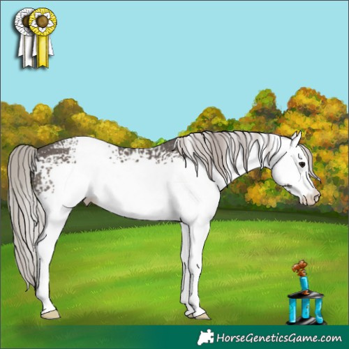 Horse Color:White Spotted Silver Black 