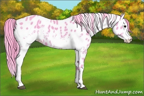 Horse Color:Watercolor White Spotted Black Splash Leopard