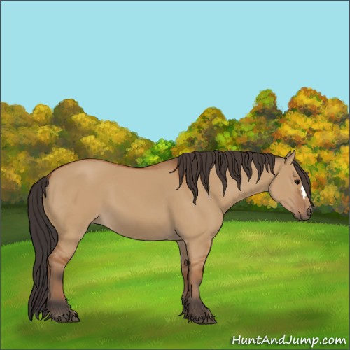 Horse Color:Bay Dun