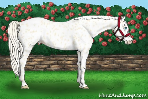 Horse Color:Cremello Near Leopard 