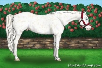 Horse Color:Cremello Near Leopard