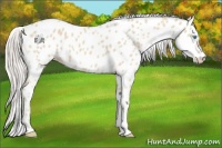 Horse Color:Cremello Appaloosa