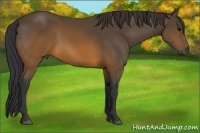 Horse Color:Brown 