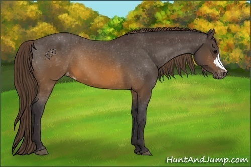 Horse Color:Buckskin Appaloosa