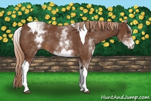 Horse Color:White Spotted Chestnut Tobiano 