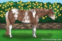 Horse Color:White Spotted Chestnut Tobiano