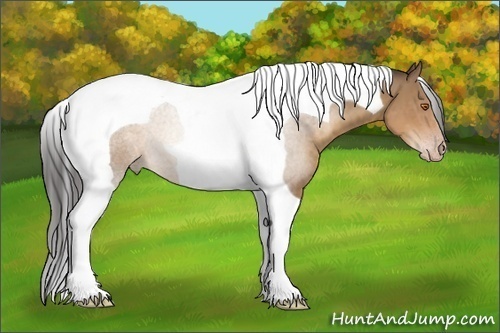 Horse Color:Sable Champagne Tobiano 
