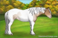 Horse Color:Sable Champagne Tobiano