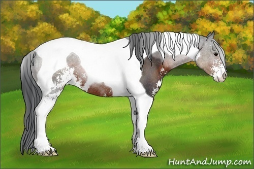 Horse Color:Brown Sabino Tobiano Rabicano 