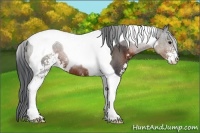 Horse Color:Brown Sabino Tobiano Rabicano