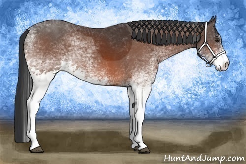 Horse Color:White Spotted Bay 