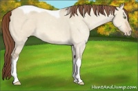 Horse Color:Amber Champagne Dun Tobiano Appaloosa