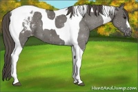 Horse Color:Grullo Tobiano Varnish 