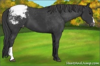 Horse Color:Black Appaloosa