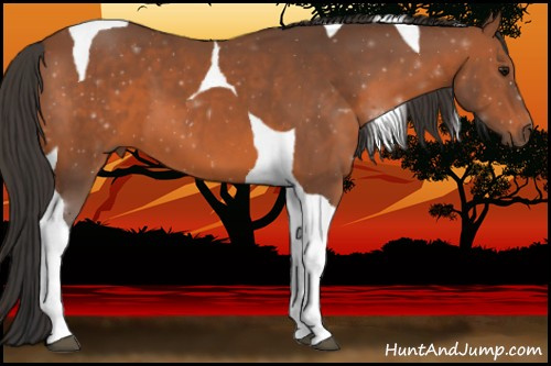 Horse Color:Bay Tobiano 