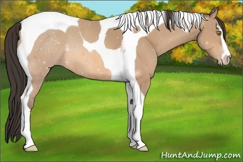 Horse Color:Amber Champagne Sabino Tobiano 