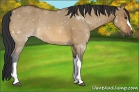 Horse Color:Bay Dun