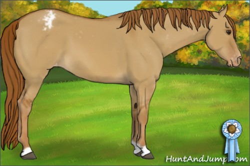 Horse Color:Red Dun Varnish 