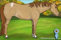 Horse Color:Red Dun Appaloosa 