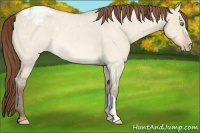 Horse Color:Amber Champagne Roan Dun Appaloosa 