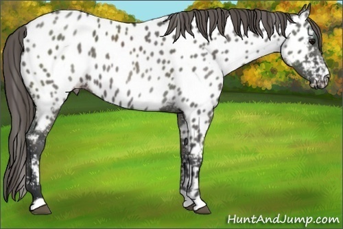 Horse Color:Grullo Appaloosa 