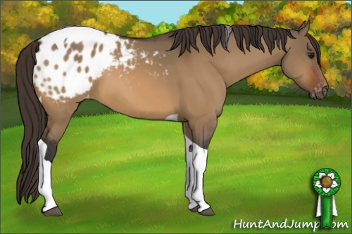 Horse Color:Bay Dun Tobiano Appaloosa 